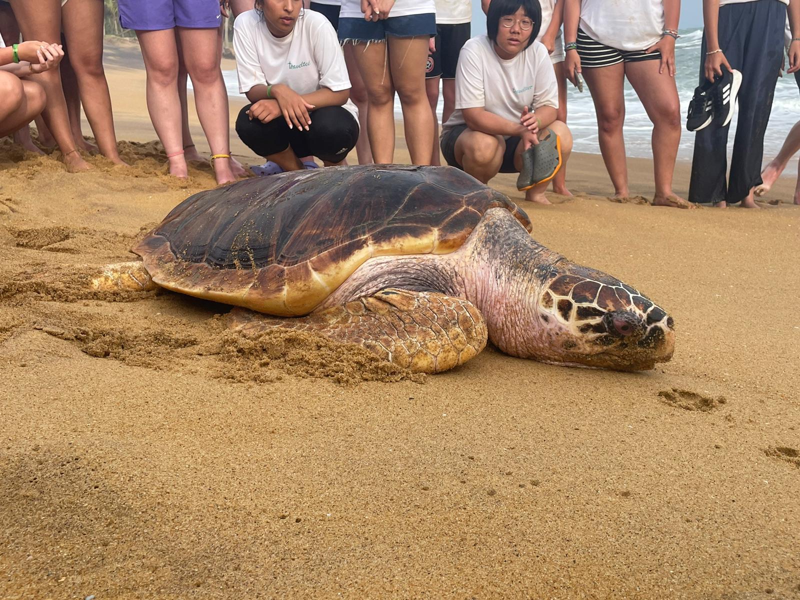 Turtle Release 3