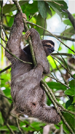 Slide Image for Sloth Sanctuary