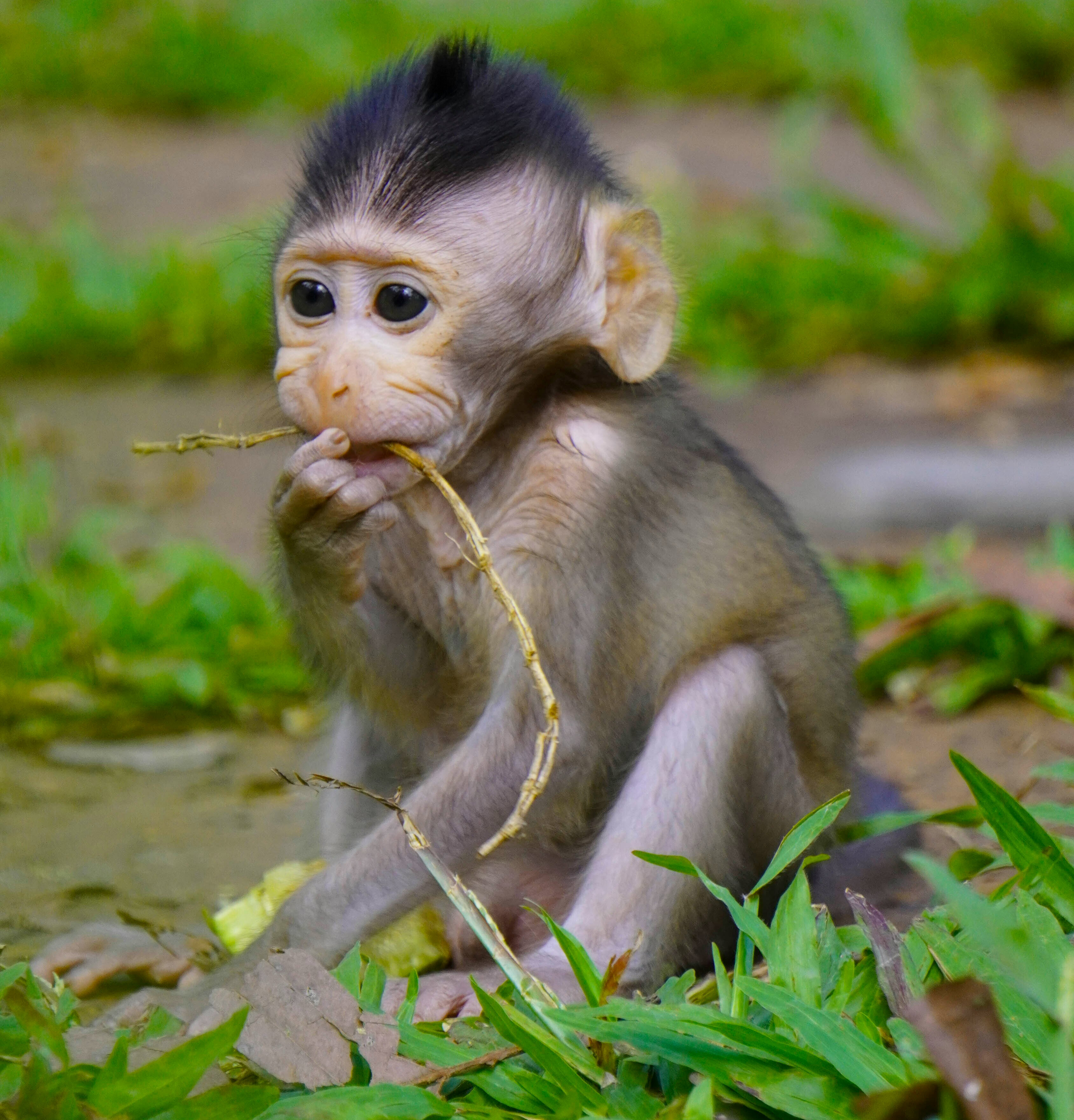 Slide Image for Animal rescue centre