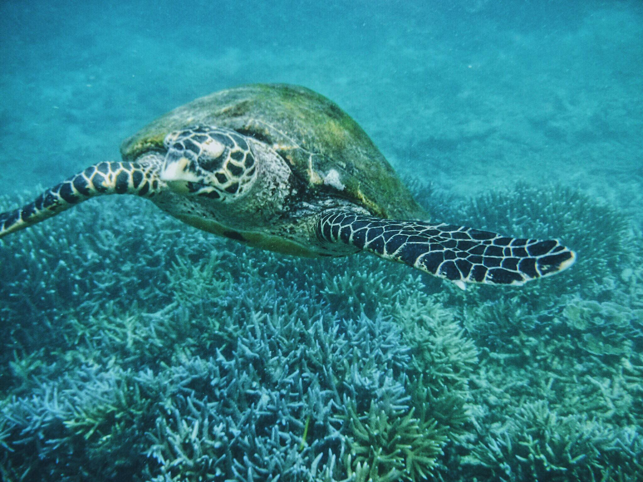 Slide Image for Pigeon Island  