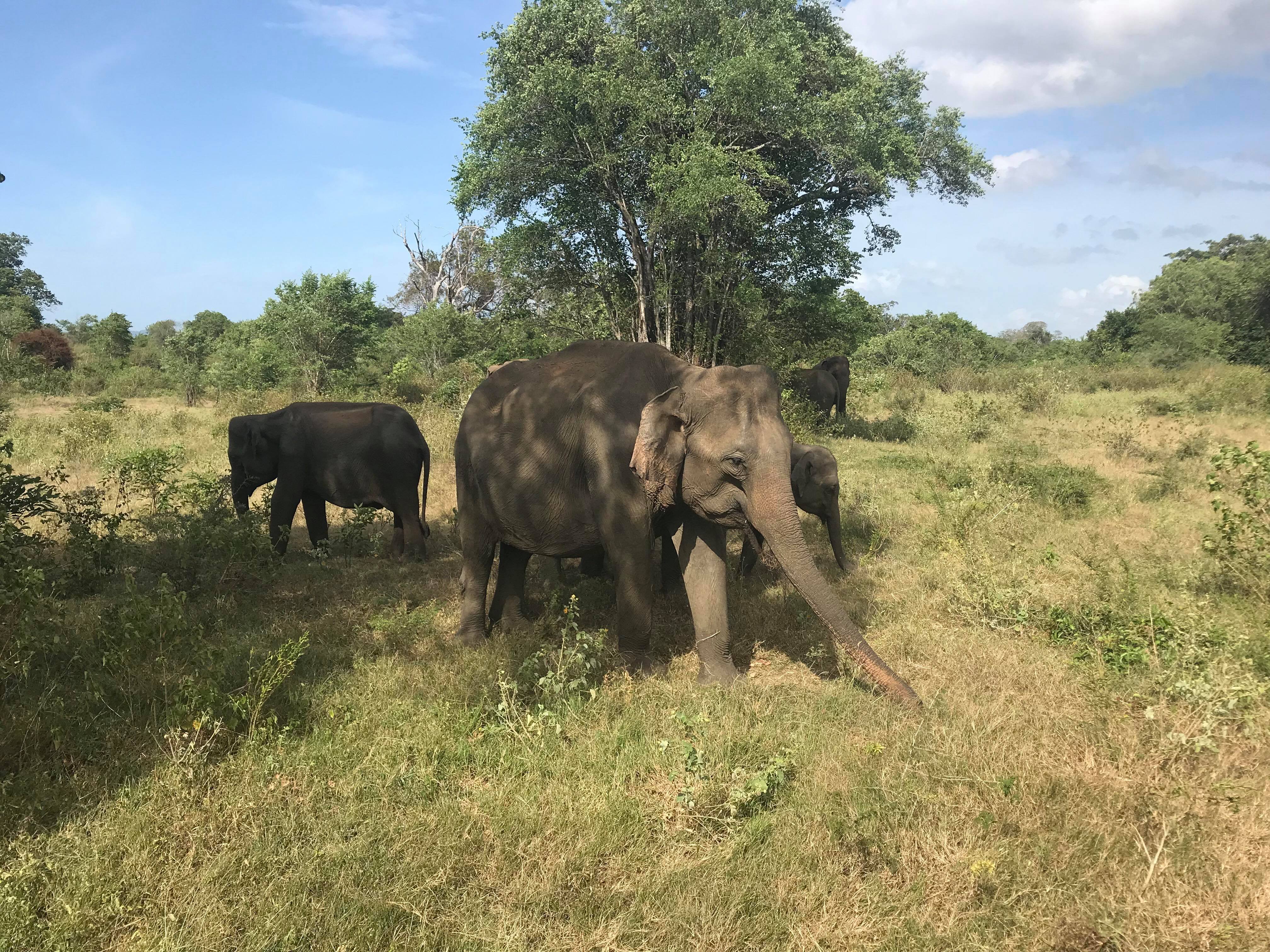 Slide Image for Udawalwe Jeep Safari 