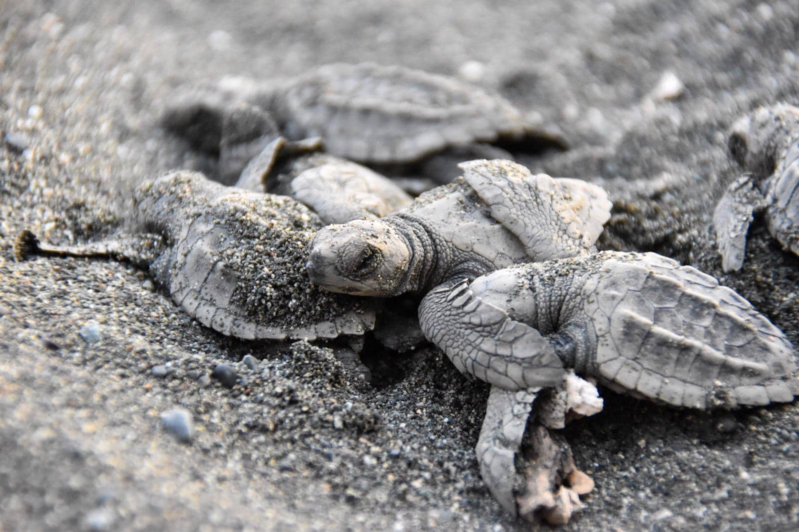 Slide Image for Turtles Nesting